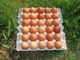 /album/galerie-de-photos-photos-et-videos1/oeufs-brun-de-poules-pondeuses-frais-jpg/